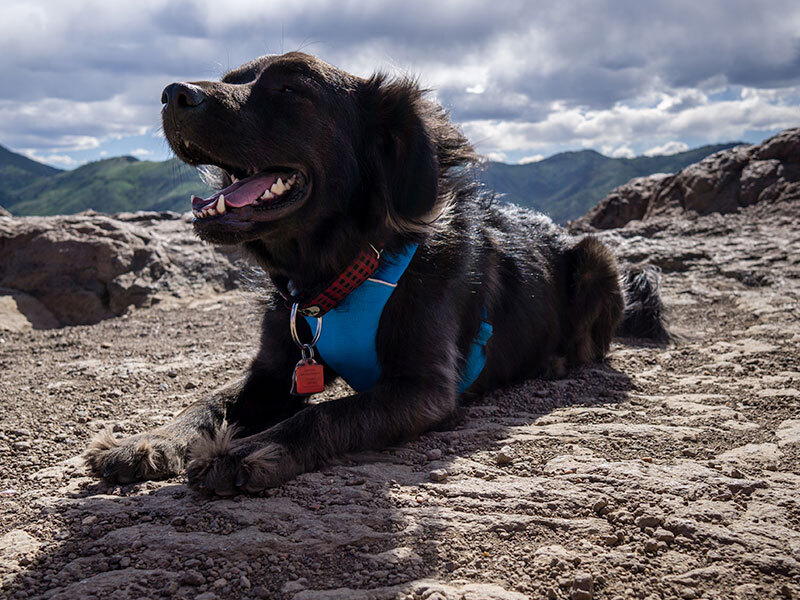 Live-in-Golden-gallery-03